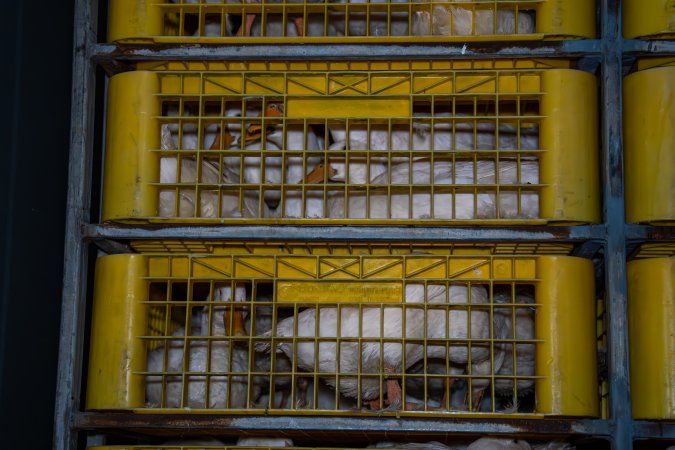 Ducks in crates