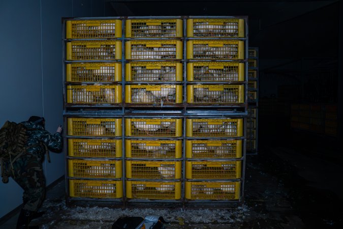 An investigator films ducks in crates