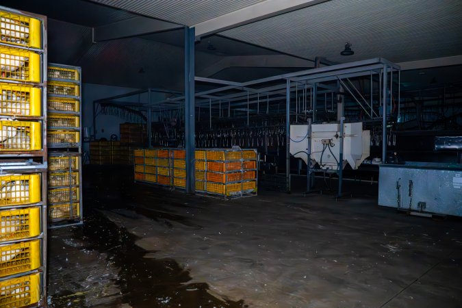Ducks in crates and stun bath
