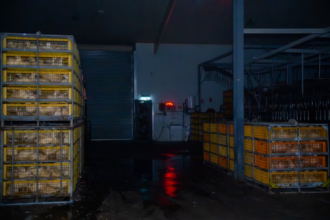 Ducks in crates on kill floor