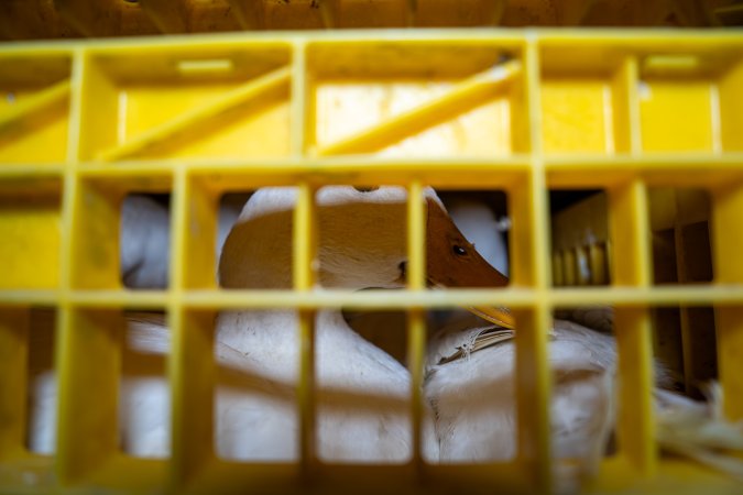 Ducks in crates