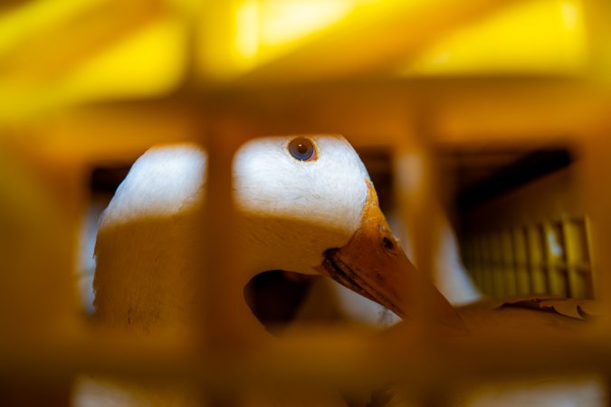 Ducks in crates