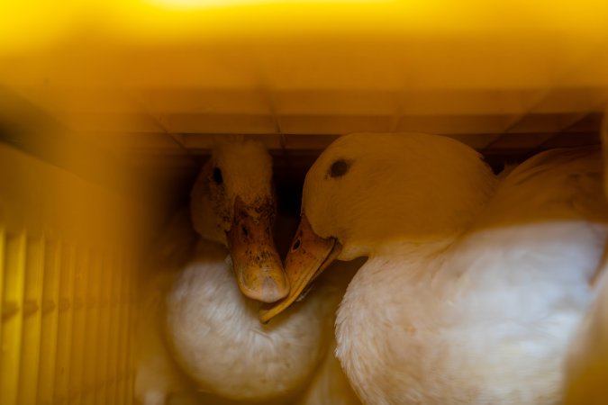 Ducks in crates