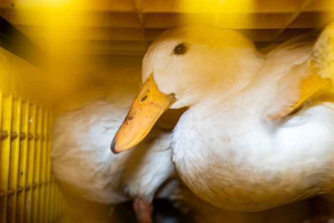 Ducks in crates