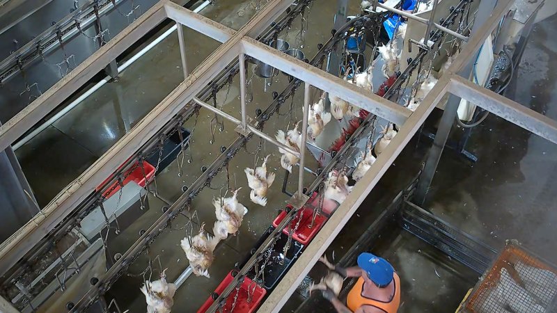 Broiler chickens on shackle line