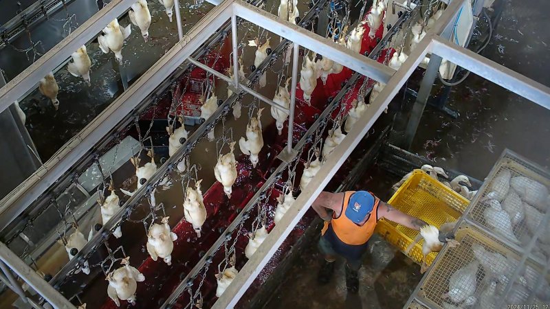Worker holding duck against crate