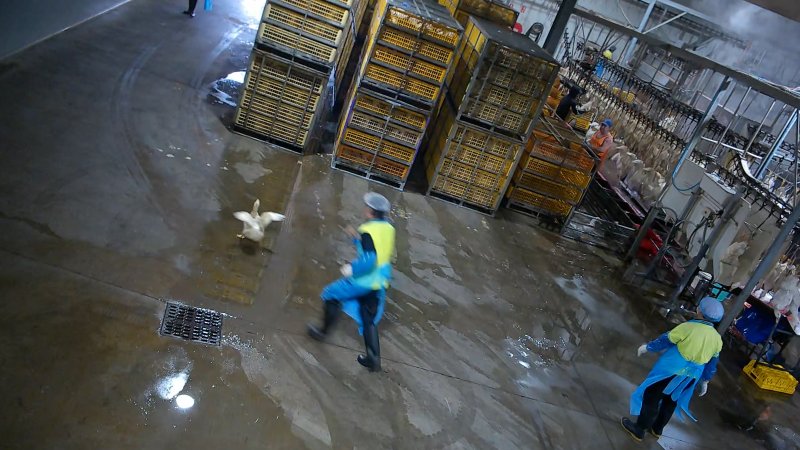 Worker chases duck