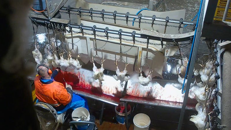 Broiler 'sticking'