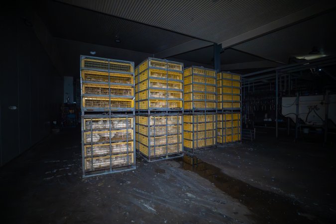 Ducks in crates