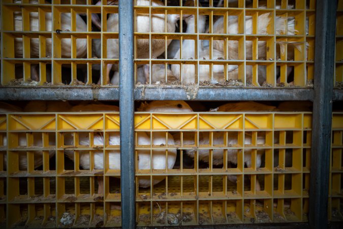 Ducks in crates