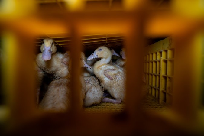 Ducklings in crates