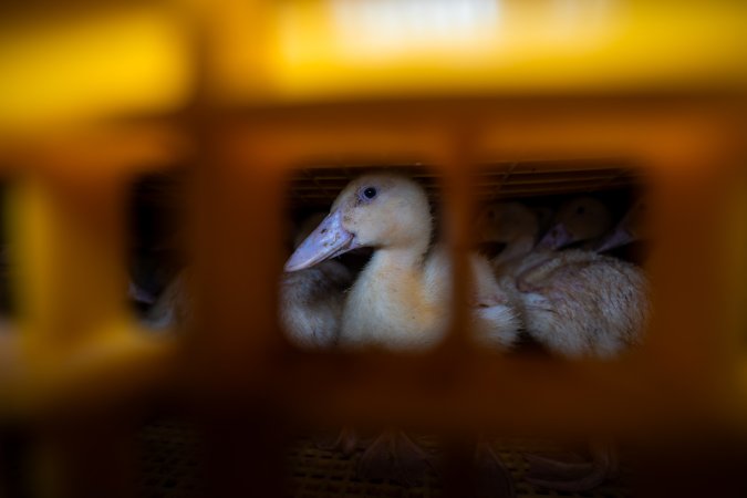 Ducklings in crates