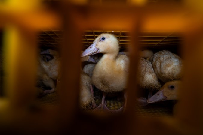 Ducklings in crates