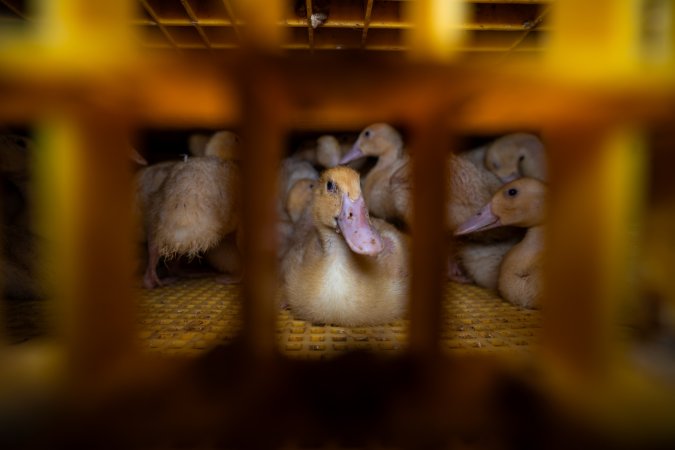 Ducklings in crates