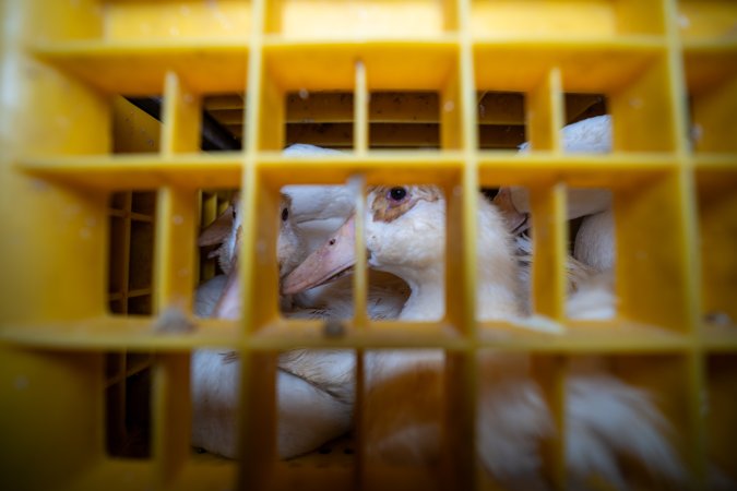 Ducks in crates