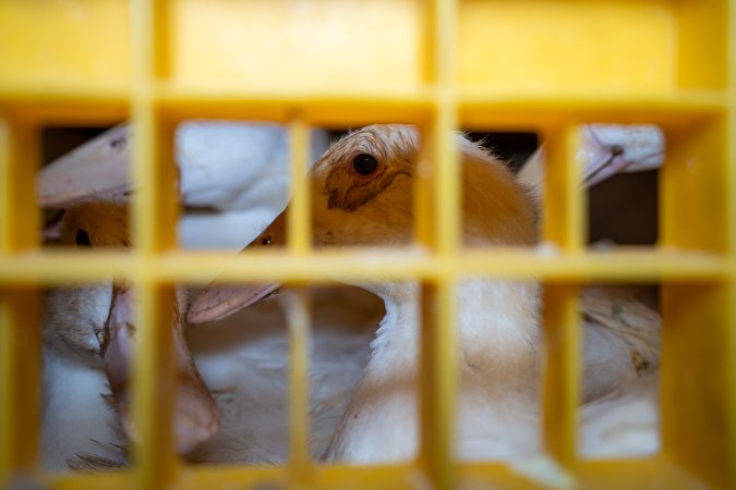 Ducks in crates