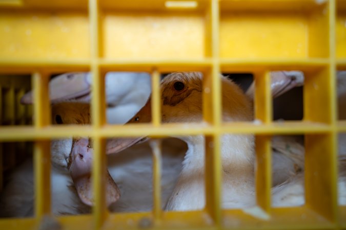 Ducks in crates