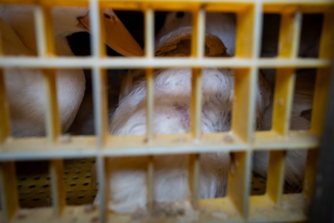 Ducks in crates