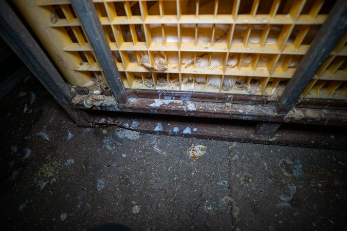 Ducks in faeces covered crates