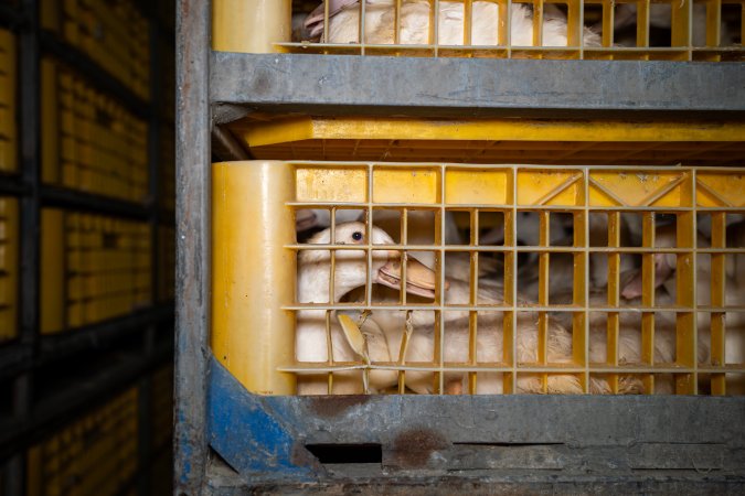 Ducks in crates