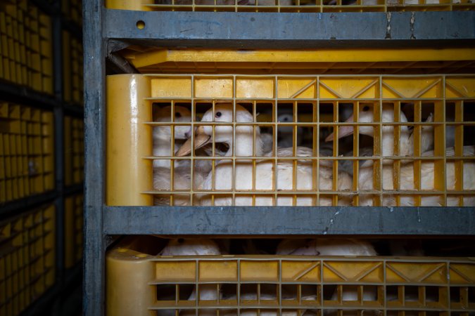 Ducks in crates