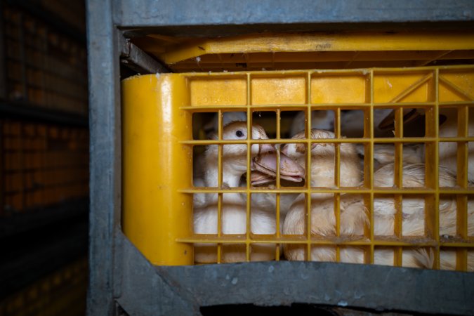 Ducks in crates