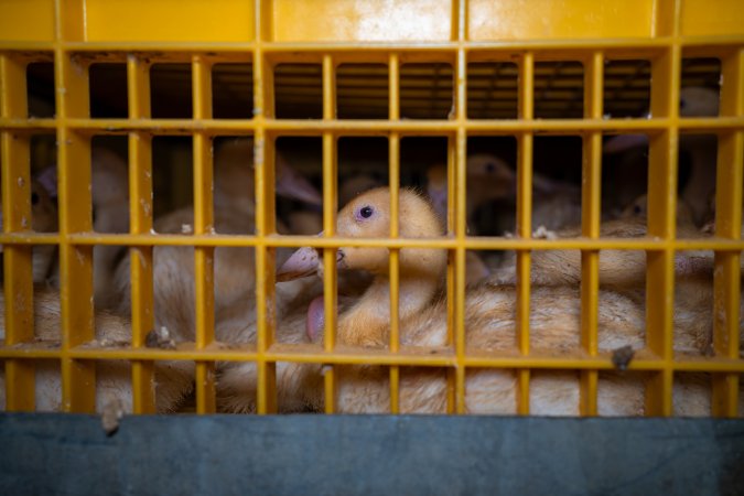 Ducklings in crates
