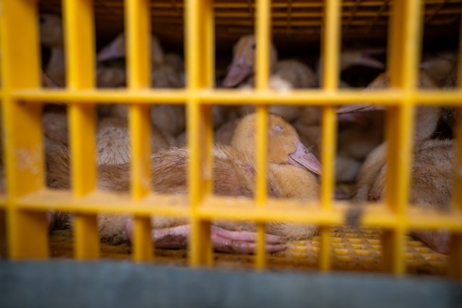 Ducklings in crates