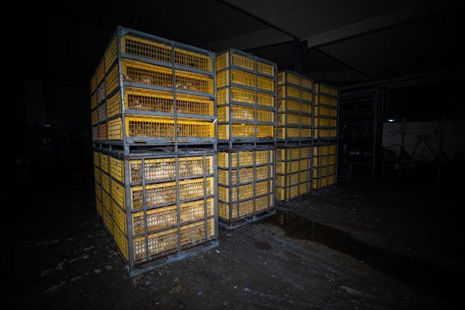 Ducks in crates
