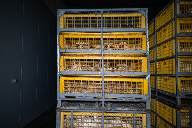 Ducklings in crates