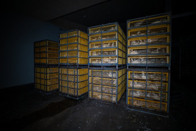 Ducks in crates