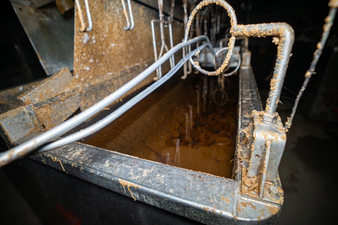 Shackle line and scalding tank
