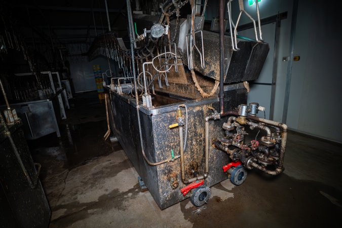 Shackle line and scalding tank