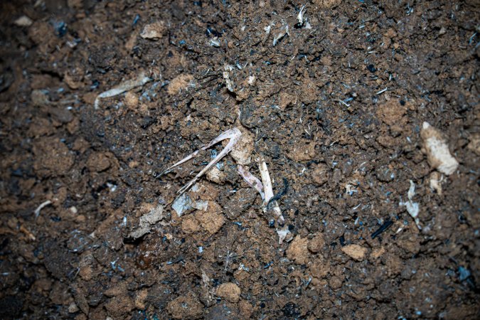 Bin with dirt and bones