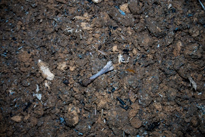Bin with dirt and bones
