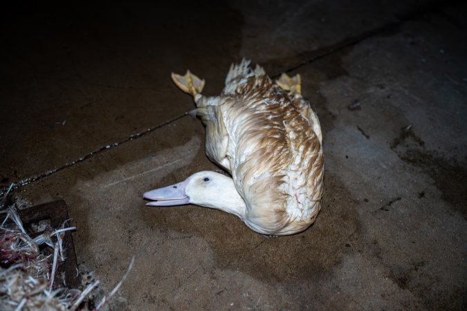 Dead duck on kill floor