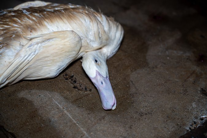 Dead duck on kill floor