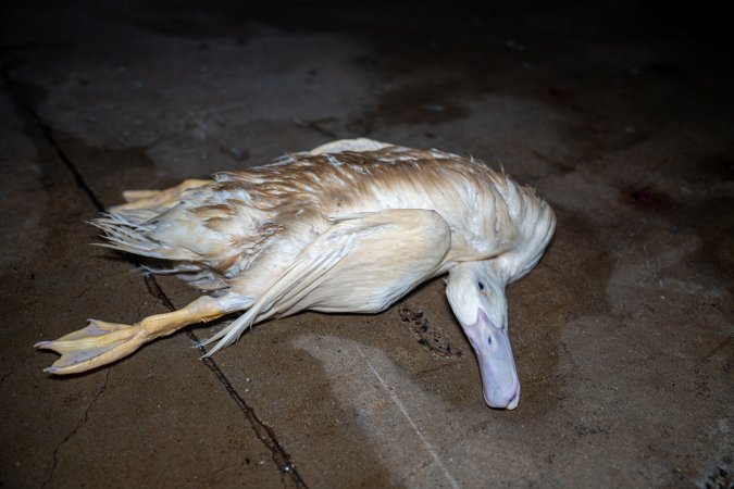 Dead duck on kill floor
