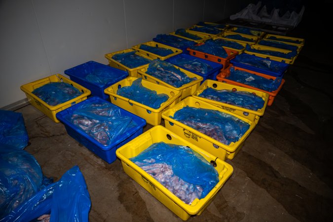 Butchered birds ready for collection