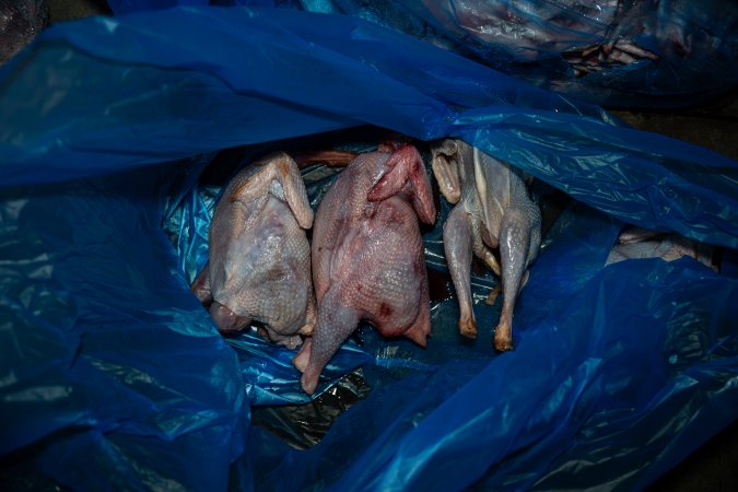 Butchered birds ready for collection