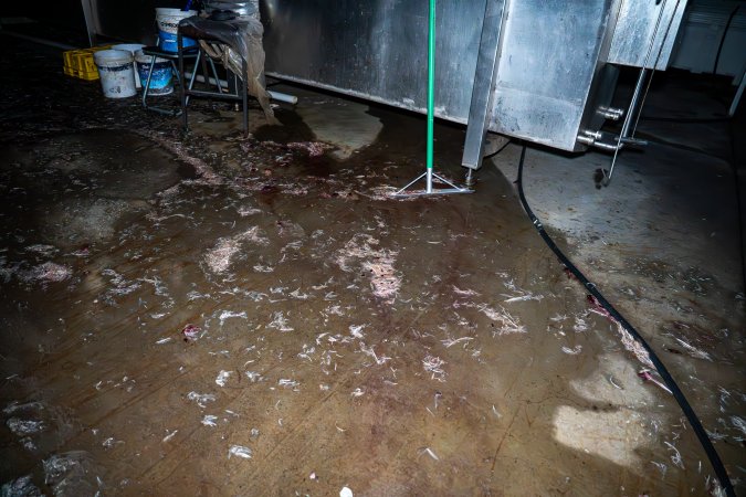 Feet and feathers on kill floor after kill day