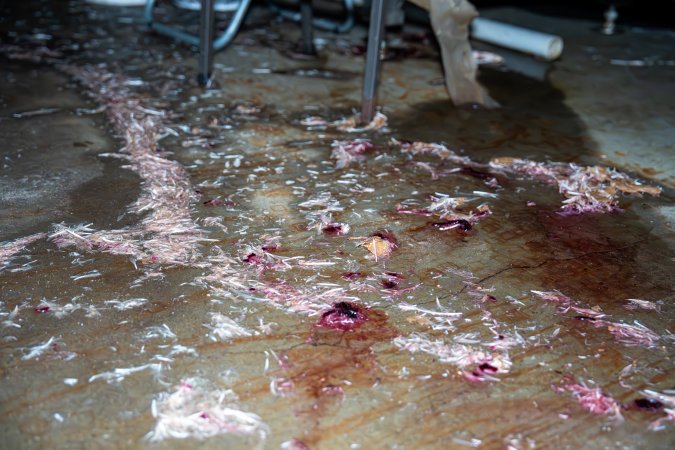 Feathers and feet on kill floor