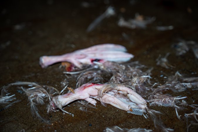 Detached duck feet on kill floor