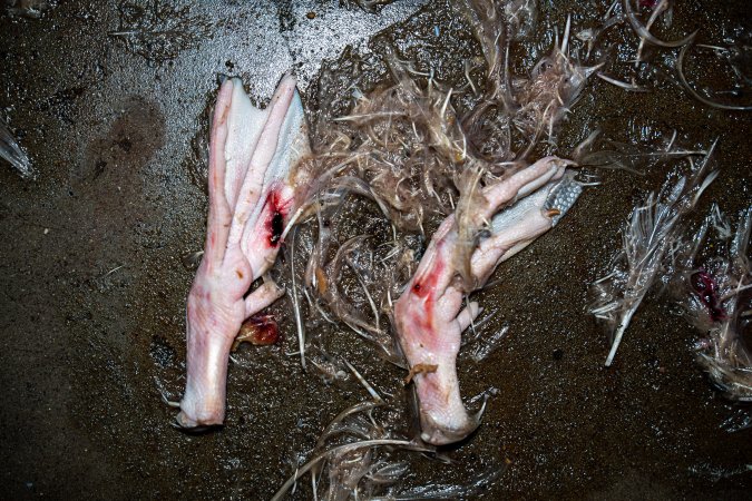 Detached duck feet on kill floor