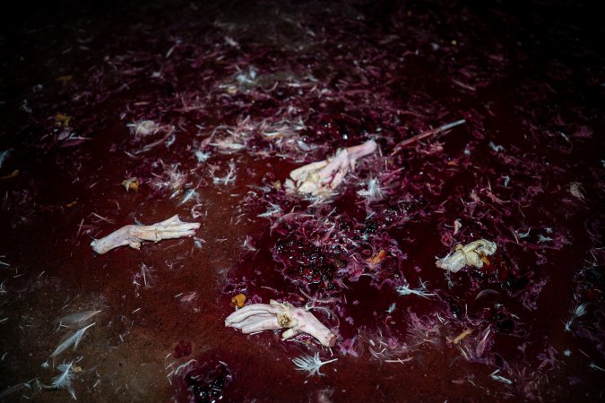 Blood and feathers on kill floor
