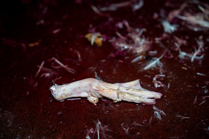 Feet on kill floor