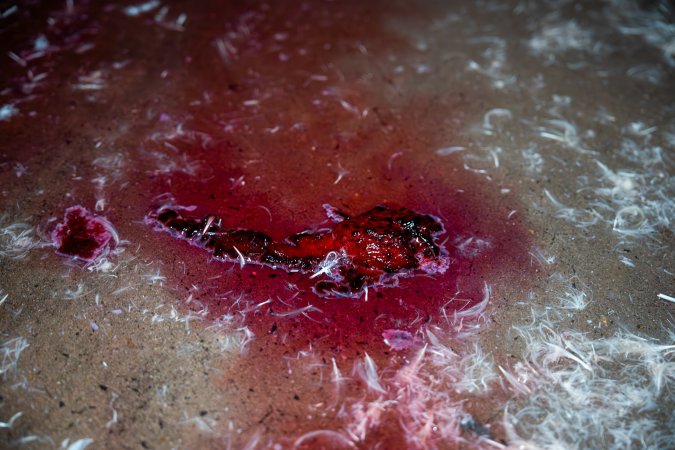 Blood on kill floor