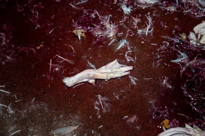 Duck foot on kill floor