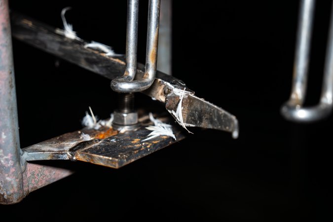 Feathers stuck to machinery