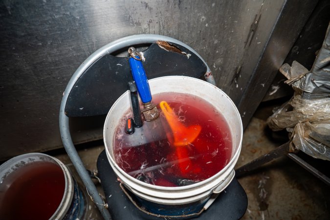 Buckets with blood and knives